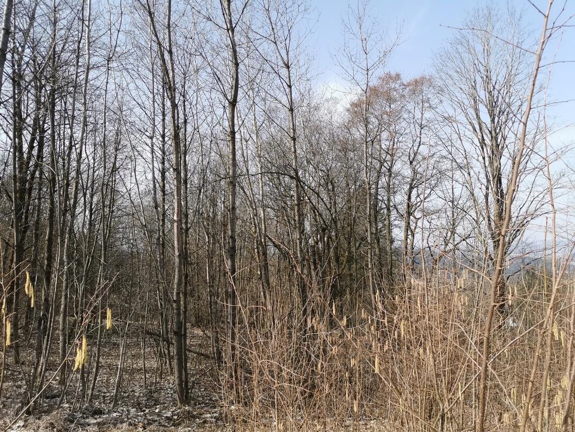 Waldfläche