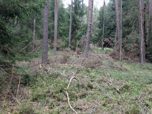 land- und forstwirtschaftlich genutztes Grundstück