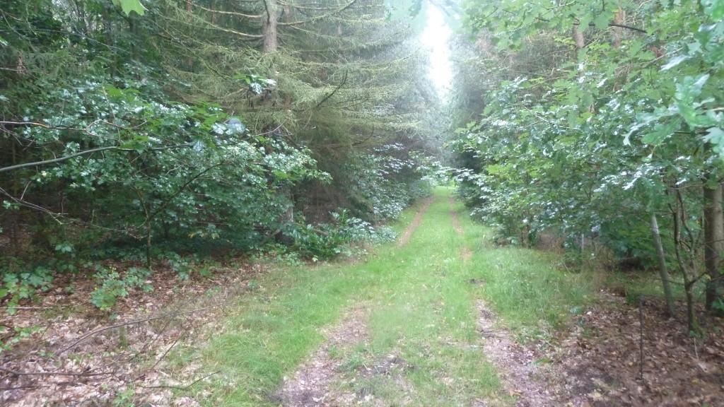 unbebautes Grundstück