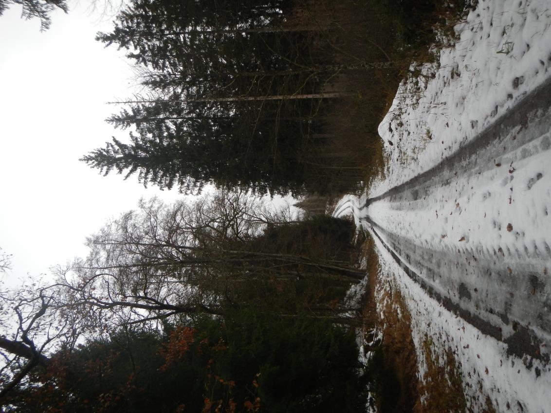 Waldfläche