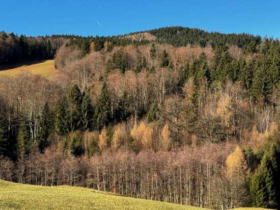 Waldfläche, Landwirtschaftsfläche