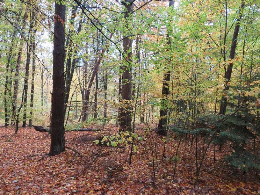 unbebautes Grundstück, land- und forstwirtschaftlich genutztes Grundstück