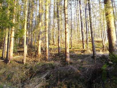 Wald