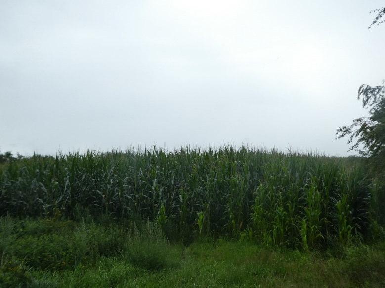 land- und forstwirtschaftlich genutztes Grundstück