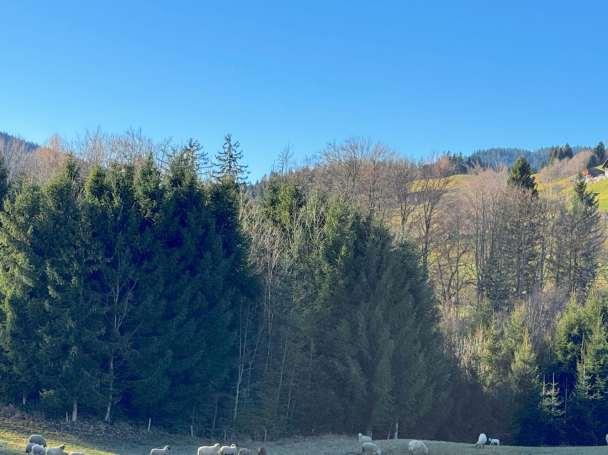 Waldfläche, Grünland