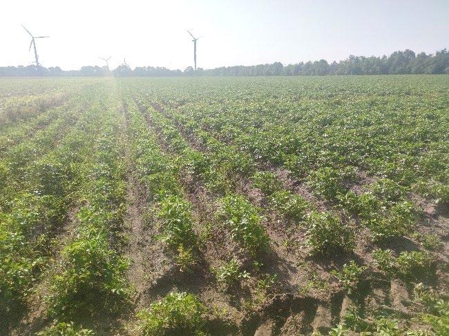 Landwirtschaftsfläche