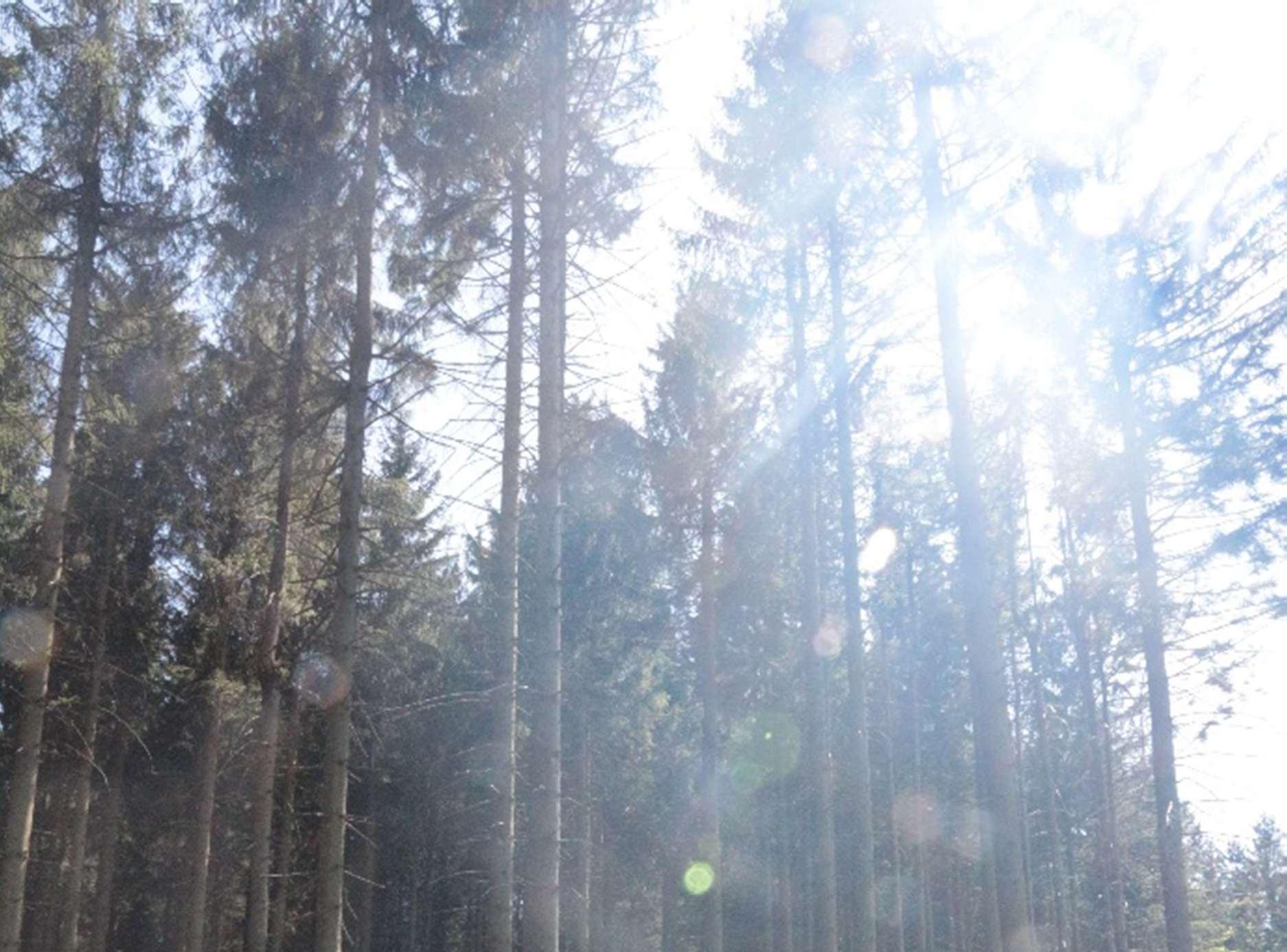 land- und forstwirtschaftlich genutztes Grundstück